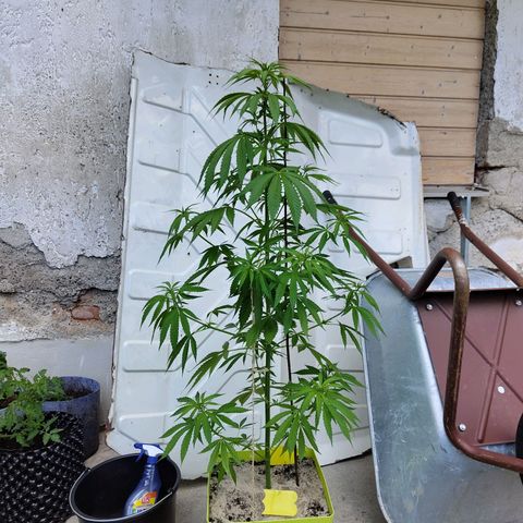 Critical RQS Afghani x Skunk growlog timeline photo