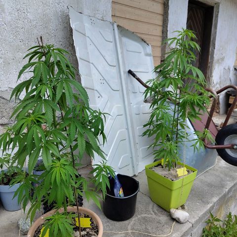 Critical RQS Afghani x Skunk growlog timeline photo