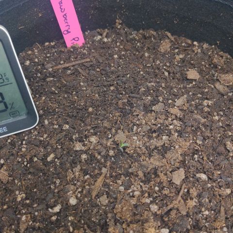 Strawberry Pie growlog timeline photo
