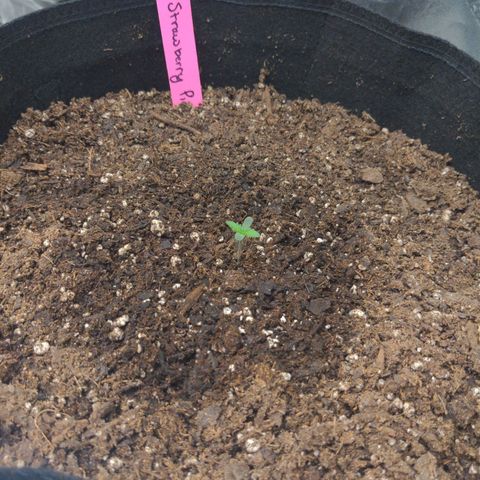 Strawberry Pie growlog timeline photo