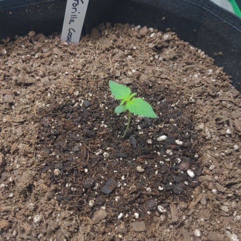 Gorilla Cookies growlog timeline photo