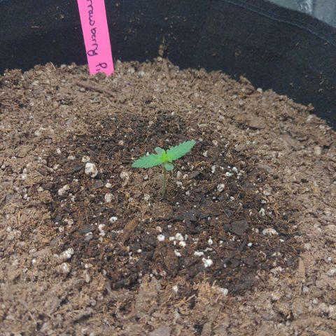 Strawberry Pie growlog timeline photo