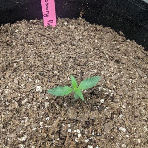 Strawberry Pie growlog timeline photo