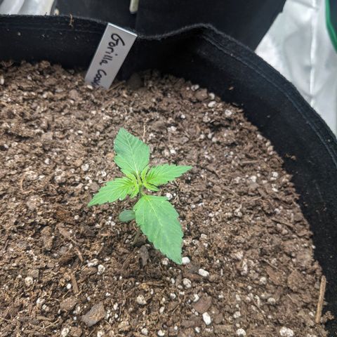 Gorilla Cookies growlog timeline photo