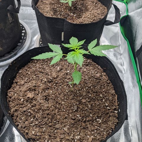 Gorilla Cookies growlog timeline photo
