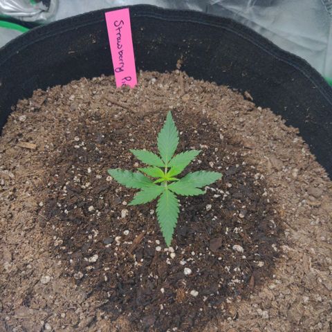 Strawberry Pie growlog timeline photo