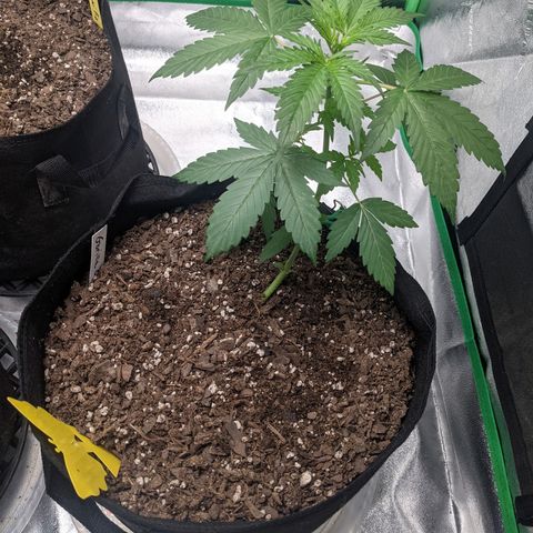 Gorilla Cookies growlog timeline photo