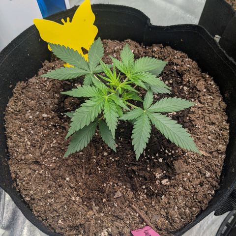 Strawberry Pie growlog timeline photo