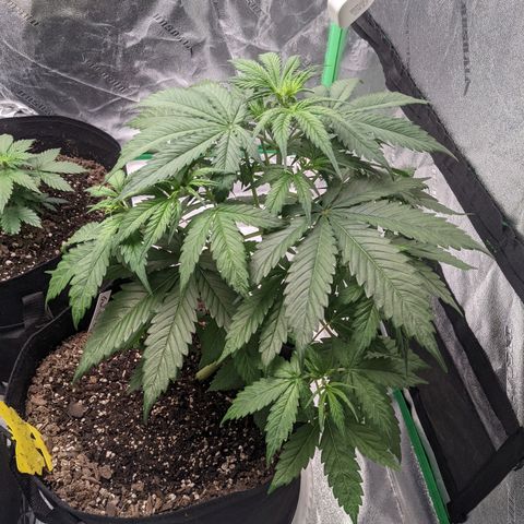 Gorilla Cookies growlog timeline photo