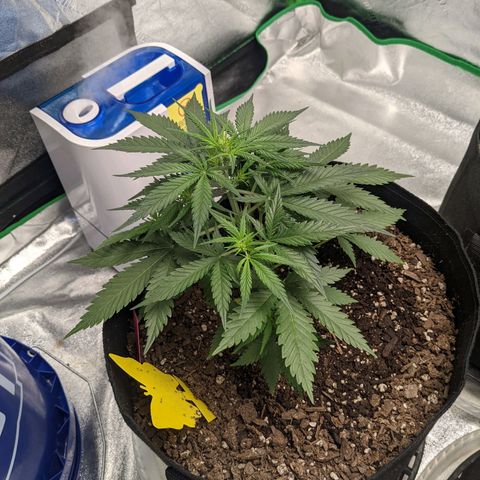 Strawberry Pie growlog timeline photo