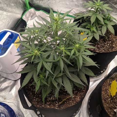 Strawberry Pie growlog timeline photo