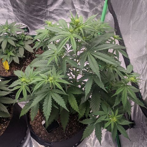 Gorilla Cookies growlog timeline photo