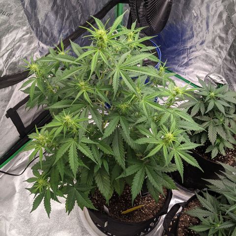 Gorilla Cookies growlog timeline photo