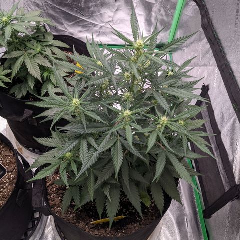 Strawberry Pie growlog timeline photo