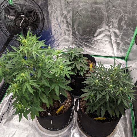 Gorilla Cookies growlog timeline photo