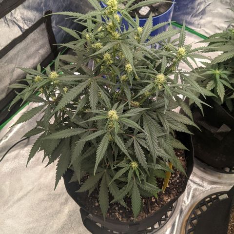 Strawberry Pie growlog timeline photo