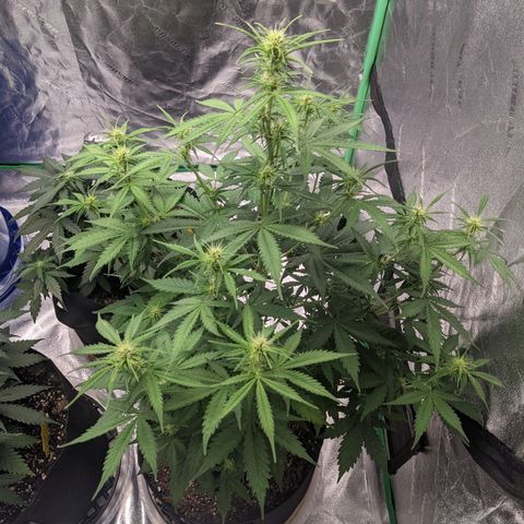 Gorilla Cookies growlog timeline photo