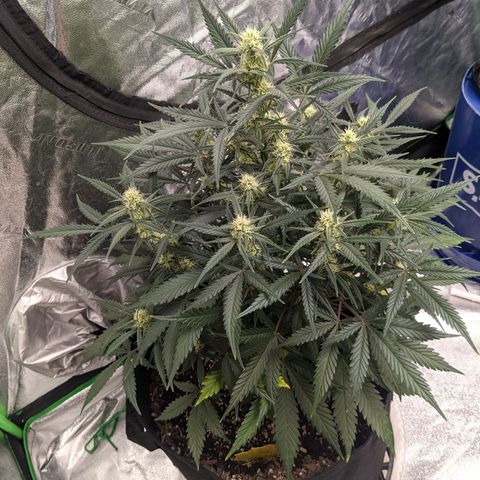 Strawberry Pie growlog timeline photo