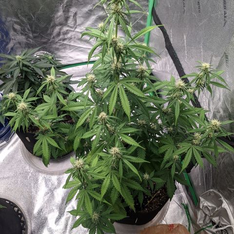 Gorilla Cookies growlog timeline photo