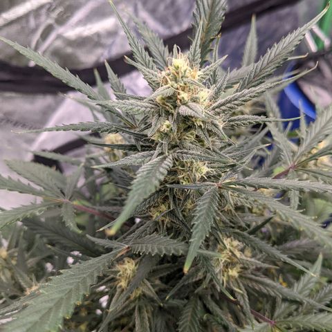 Strawberry Pie growlog timeline photo