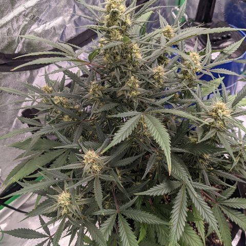 Strawberry Pie growlog timeline photo