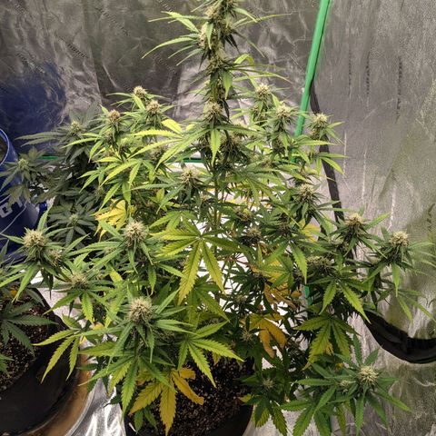 Gorilla Cookies growlog timeline photo