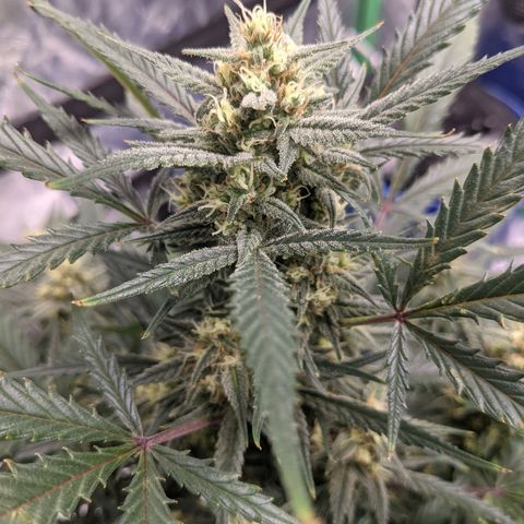 Strawberry Pie growlog timeline photo