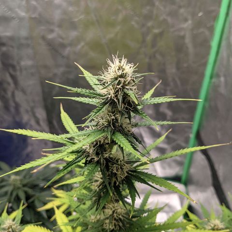 Gorilla Cookies growlog timeline photo