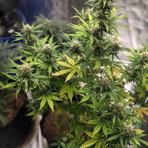 Gorilla Cookies growlog timeline photo
