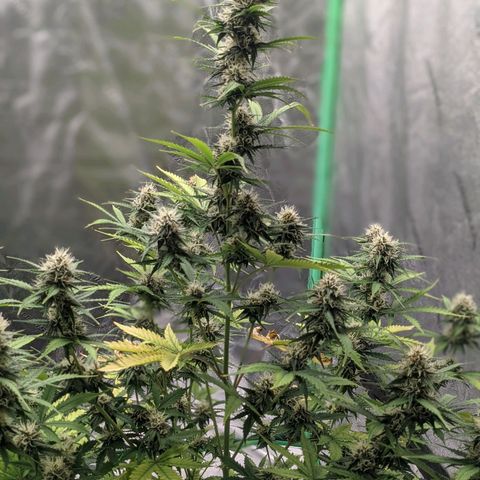 Gorilla Cookies growlog timeline photo