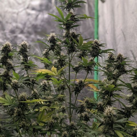 Gorilla Cookies growlog timeline photo