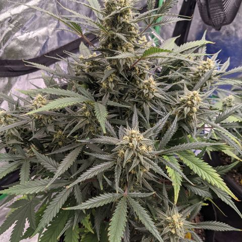 Strawberry Pie growlog timeline photo