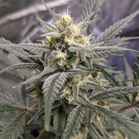 Strawberry Pie growlog timeline photo