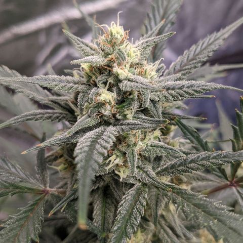Strawberry Pie growlog timeline photo