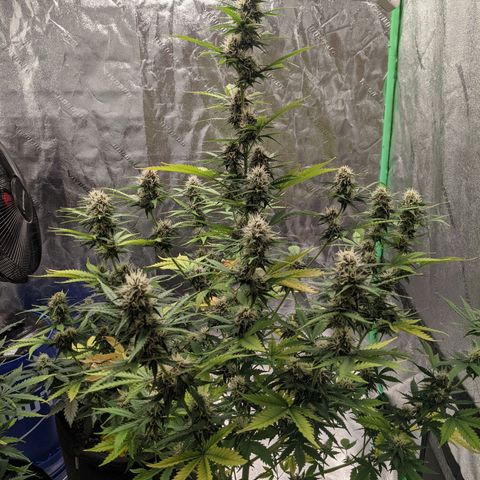 Gorilla Cookies growlog timeline photo