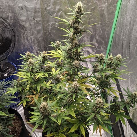 Gorilla Cookies growlog timeline photo