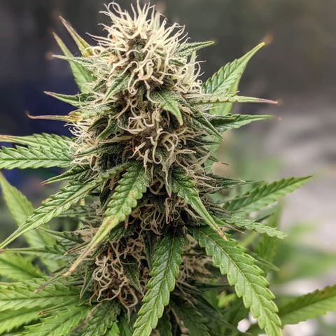 Gorilla Cookies growlog timeline photo