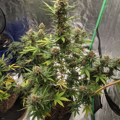 Gorilla Cookies growlog timeline photo
