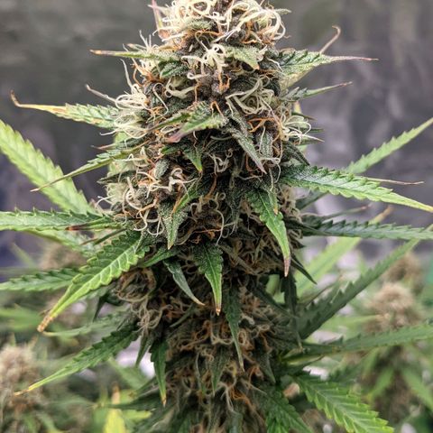 Gorilla Cookies growlog timeline photo