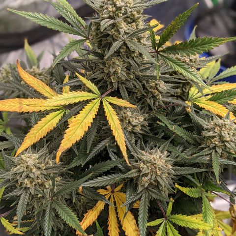 Strawberry Pie growlog timeline photo