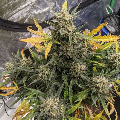 Strawberry Pie growlog timeline photo