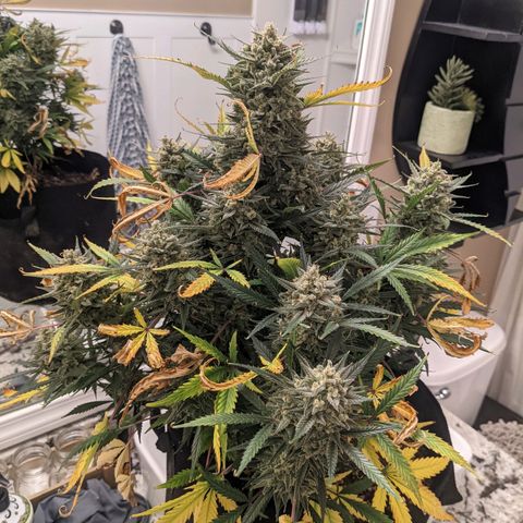 Strawberry Pie growlog timeline photo