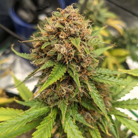 Gorilla Cookies growlog timeline photo