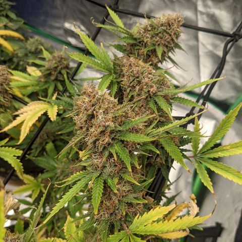 Gorilla Cookies growlog timeline photo