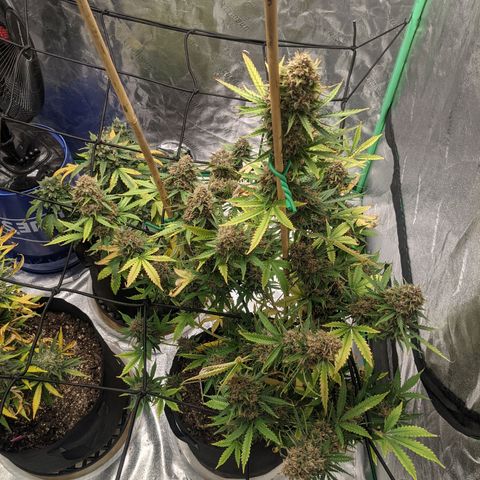 Gorilla Cookies growlog timeline photo