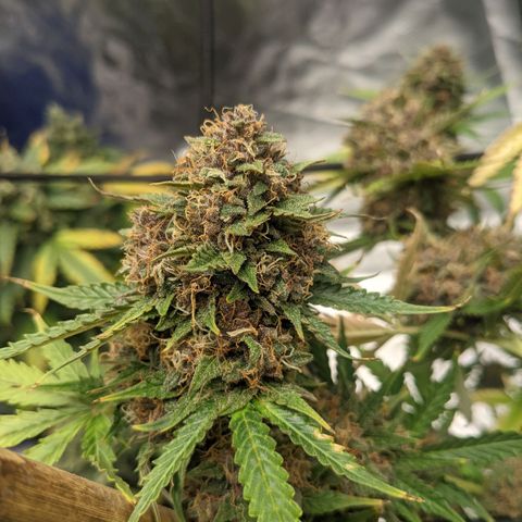 Gorilla Cookies growlog timeline photo