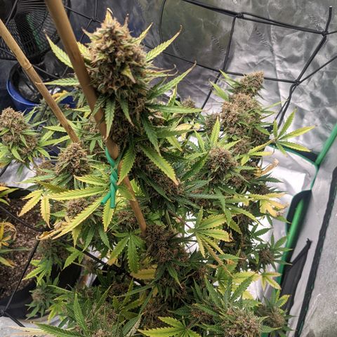 Gorilla Cookies growlog timeline photo