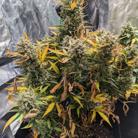 Strawberry Pie growlog timeline photo