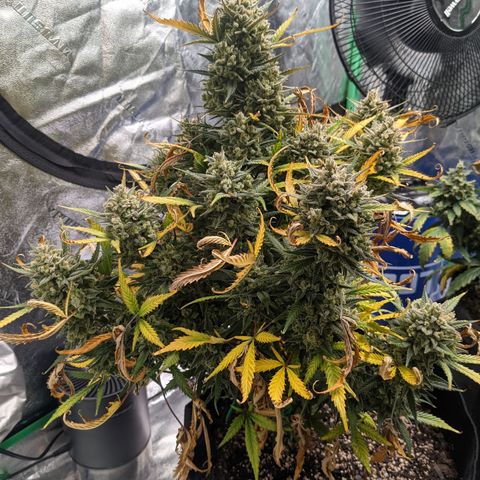 Strawberry Pie growlog timeline photo