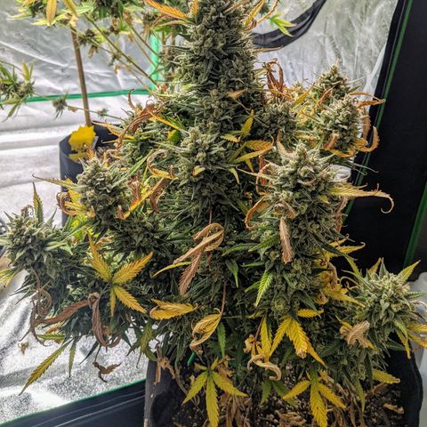 Strawberry Pie growlog timeline photo